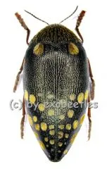 Sternocera castanea boucardii A2