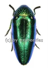 5 x Sternocera ruficornis