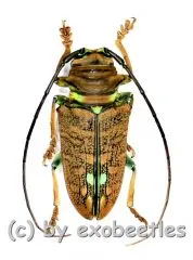Sternotomis chrysopras reducta