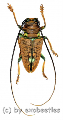 Sternotomis chrysopras reducta A2