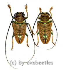 Sternotomis chrysopras reducta ( M 15 – 19 )