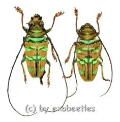 Sternotomis pulchra ( M 15 – 19 )
