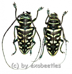 Sternotomis virescens ( M 25 – 29 )