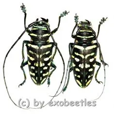 Sternotomis virescens ( M 25 – 29 )