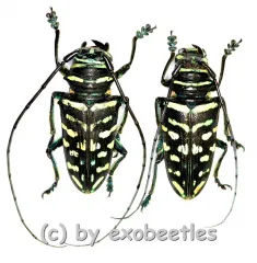Sternotomis virescens ( M 25 – 29 )