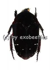 5 x Stethodesma strachani ( varianten )