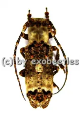 Sthenias cylindrator ( 20 - 24 )