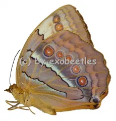 Stichophthalma uemurai