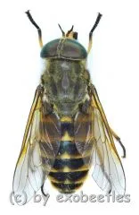 Tabanus sudeticus ( Pferdebremse )