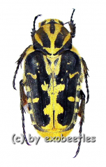 Taeniodera salvazai ( 15 - 19 )