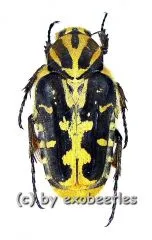 Taeniodera salvazai ( 15 - 19 )