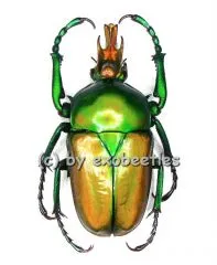 Taurhina longiceps camerunensis ( 25 – 34 )