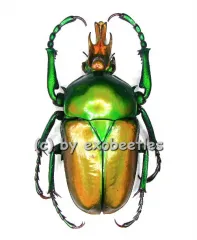 Taurrhina longiceps camerunensis