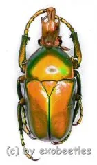 Taurhina ( Taurhina ) longiceps chrysocephala