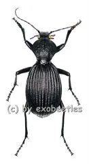 Tefflus meyerlei ( 45 - 49 )