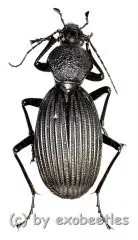 Tefflus meyerlei ( 40 – 44 )