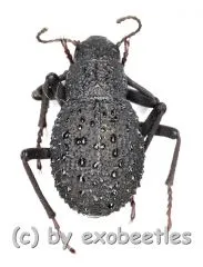 Tenebrionidae spec. #31 ( 10 – 19 )