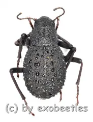 Tenebrionidae spec. #31 ( 10 – 19 )
