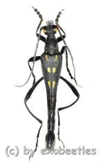Teratoleptura mirabilis shibatai ( 25 – 29 )