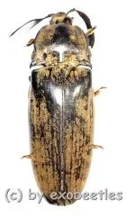 Tetralobus gigas ( 55 – 59 )