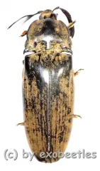 Tetralobus gigas ( 55 – 59 ) A1-