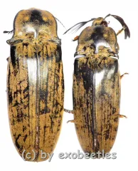 Tetralobus gigas ( M 55 – 59 )