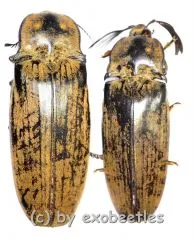 Tetralobus gigas ( M 50 – 54 )
