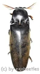 Tetralobus perroti ( 50 – 54 )