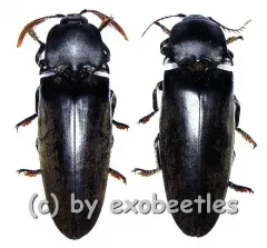 Tetralobus perroti ( M 50 - 54 ) A2