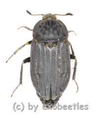 Thanatophilus sinuatus