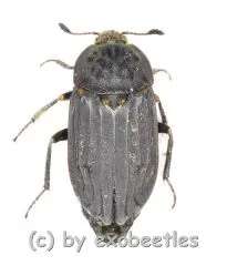 Thanatophilus sinuatus