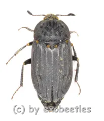 Thanatophilus sinuatus