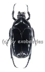 Thaumastopeus miksici ( 20 - 29 )