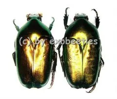 Thaumastopeus striatus ssp.striatus