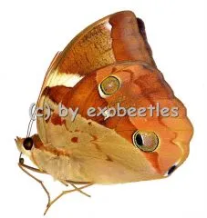 Thauria aliris pseudaliris