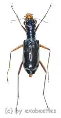 Therates labiatus ( 20 - 24 )