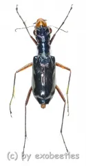 Therates labiatus ( 20 - 24 )