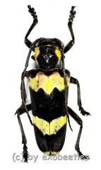 Thermistis nigromaculata ( 25 – 34 )