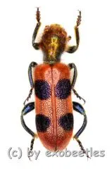 Tichodes spec. ( 10 – 14 )