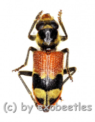 Tillicera spec. ( 10 – 14 )