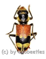 Tillicera spec. ( 10 – 14 )