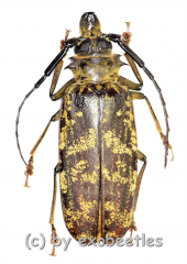 Tithoes maculatus maculatus ( 50 – 54 )