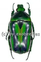 8 x Tmesorrhina alpestris bafutensis A2