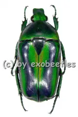Tmesorrhina alpestris bafutensis A2