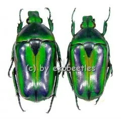 Tmesorrhina alpestris bafutensis