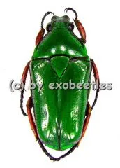 10 x Tmesorrhina tridens camerounica A2