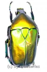 Torynorrhina distincta ( golden / grün ) ( 25 – 34 )