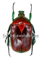 5 x Torynorrhina flammea flammea ( rote var. )