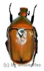 Torynorrhina scutellata ( 25 – 34 )