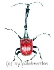 Trachelophorus giraffa ( 15 – 19 )